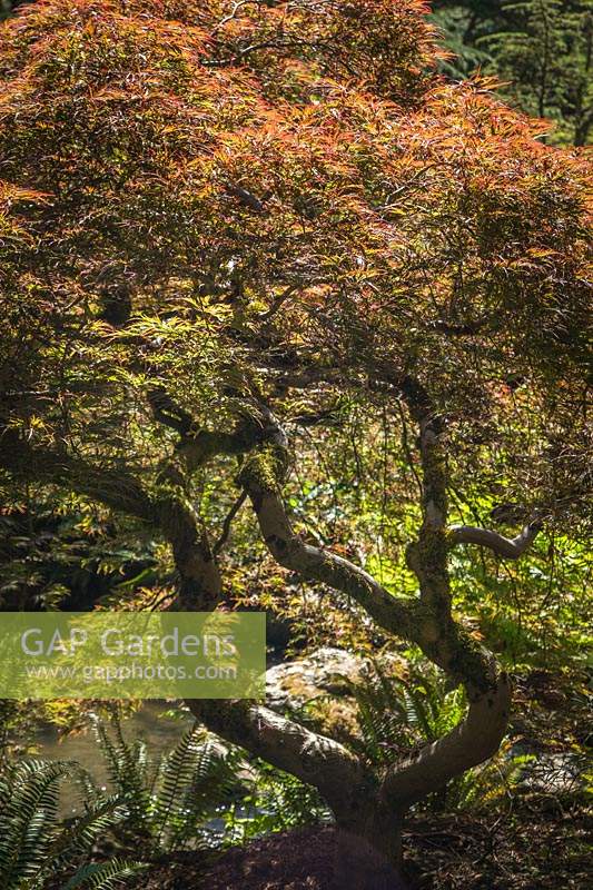 Acer palmatum 'Dissectum' - Cutleaf Japanese Maple in Japanese-style garden