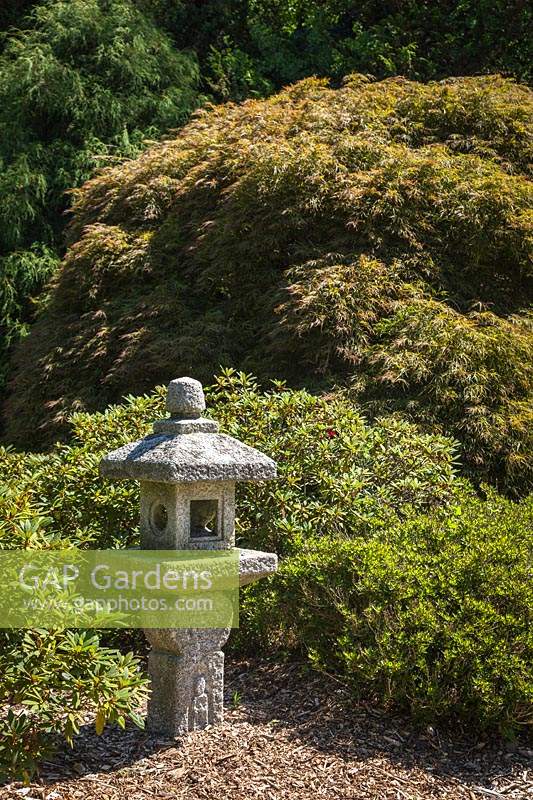 Japanese-style garden with Kasuga stone Japanese lantern framed by Rhododendron foliage and Acer palmatum 'Dissectum' - Cutleaf Japanese Maple