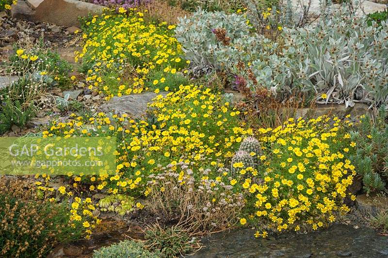 Thymophylla tenuiloba - Dahlberg Daisy - among other cushion plants in rock garden