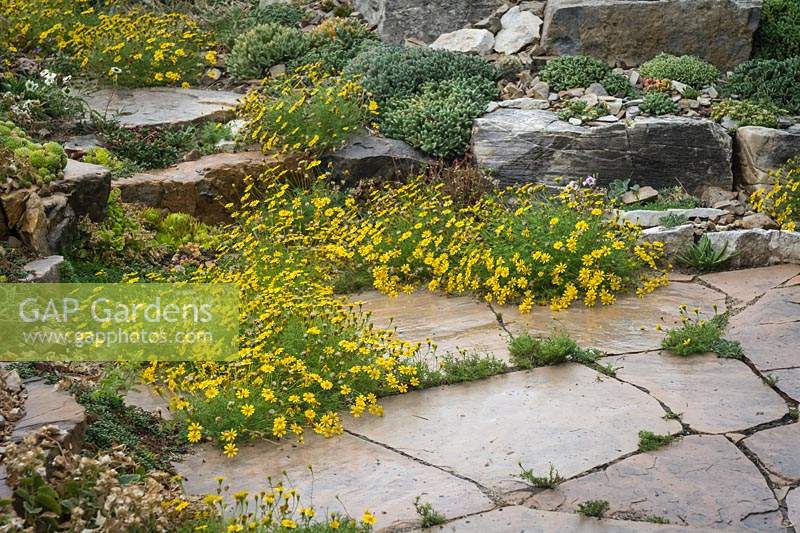 Thymophylla tenuiloba - Dahlberg Daisy - spills over flagstone path, rock garden beyond