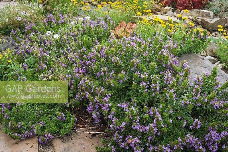 Satureja montana ssp. illyrica - Purple Winter Savory - in rock garden