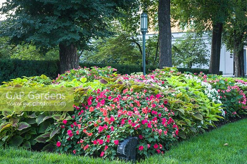 Impatiens and Plectranthus scutellarioides - Coleus in massed planting in a bed under trees
