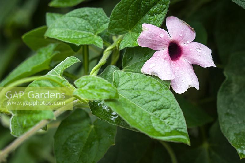 Thunbergia alata 'Arizona Pink Beauty' - Black-eyed Susan Vine - blossom and foliage detail 