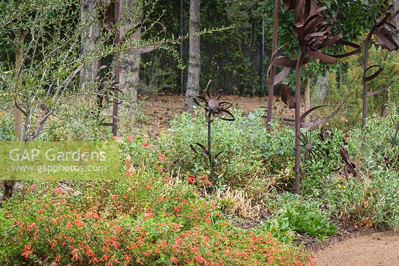 Handcrafted metal flower sculptures amongst ground cover plants. Planting includes: Zauchneria latifolia and Cercocarpus ledifolius 