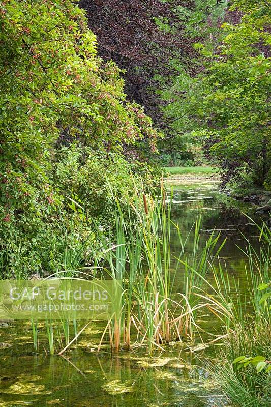 Creek lined with Typha latifolia, Malus - Crabpple, Prunus cerasifera 'Thundercloud' 