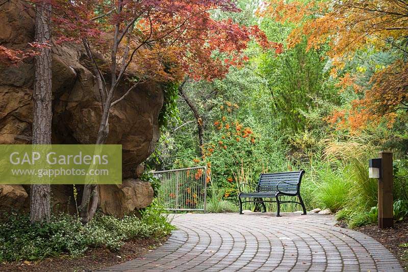 View along wide curved paved path to a metal bench with Acer palmatum and Pyracantha nearby