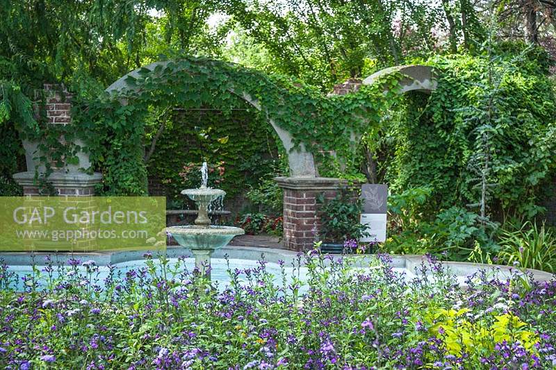 View over Salvia microphylla x greggii 'Heatwave Breeze' to pond with fountain. Beyond brickwork and arches covered in Parthenocissus tricuspidata - Boston Ivy