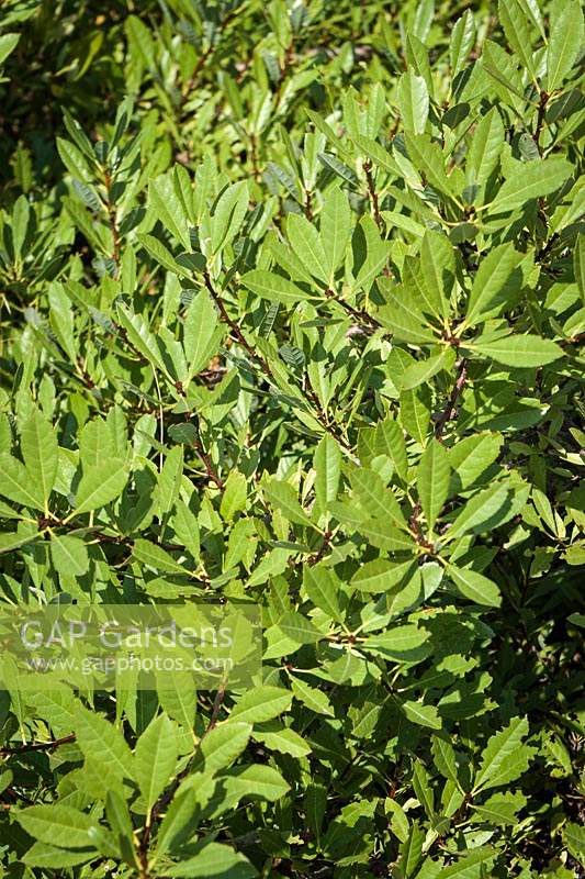 Prunus besseyi 'PO11S' syn. 'Pawnee Buttes' - Sand Cherry 