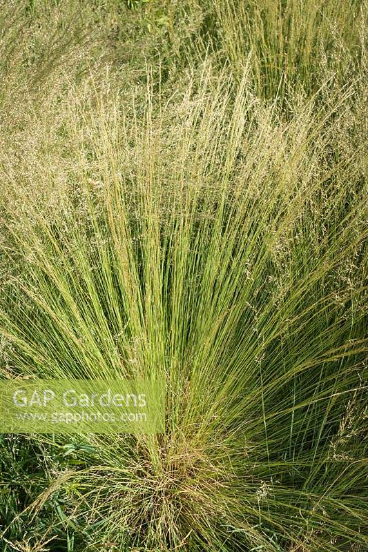 Muhlenbergia montana - Mountain Muhly Grass 