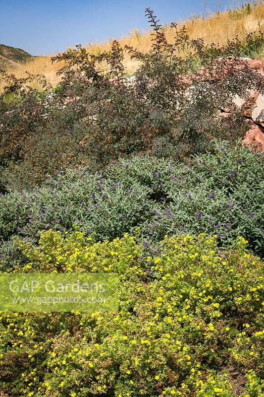 Dry rocky hillside with Dasiphora fruticose, Buddleja davidii var. nanhoensis 'Mongo' and Rosa woodsii - Wood's Rose
