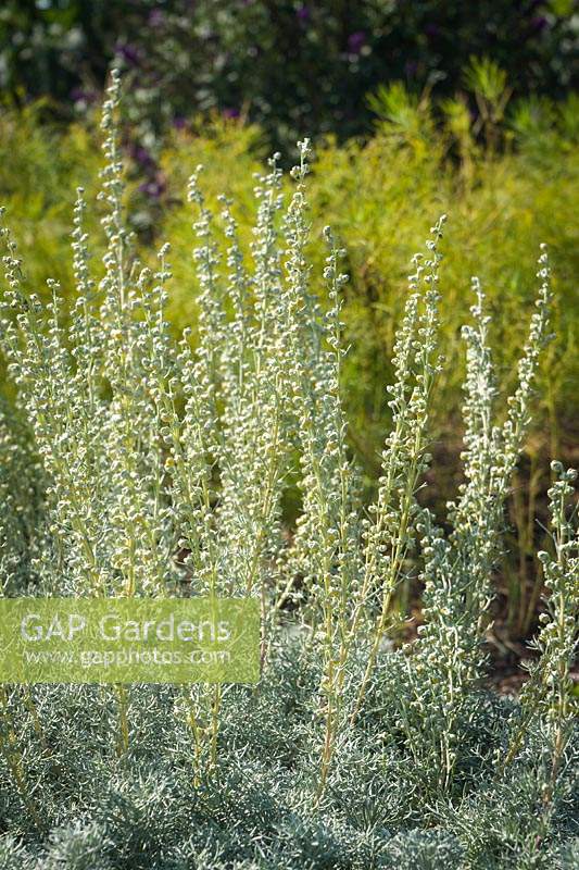 Artemisia versicolor 'Seafoam' - Curlicue Sage 