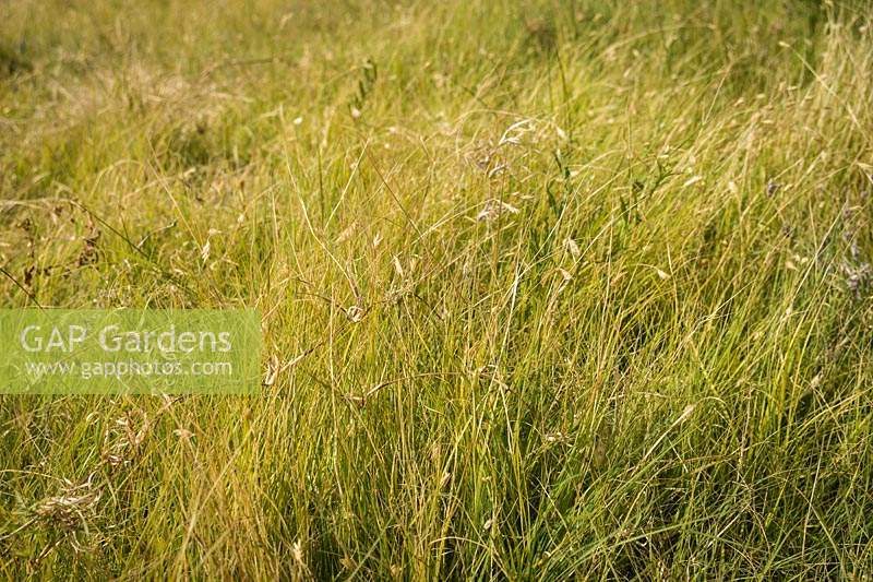 Bouteloua dactyloides - Buffalo Grass 