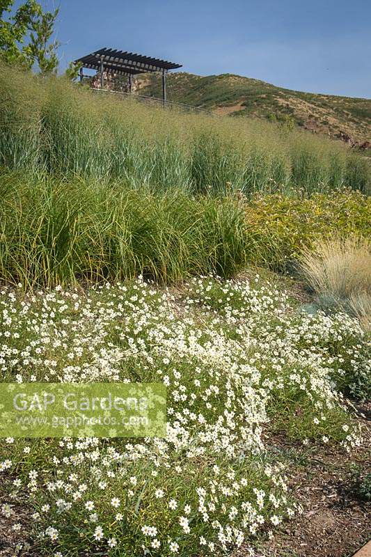 Melampodium leucanthum - Blackfoot Daisy