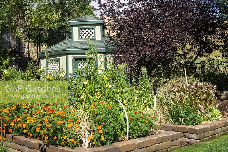 Raised beds in front of gazebo. Beds filled with Solanum lycopersicum - Tomato - plants with Tagetes patula - Marigold