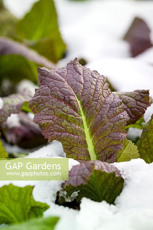 Brassica juncea - Mustard 'Red Giant' - surviving even when covered with snow