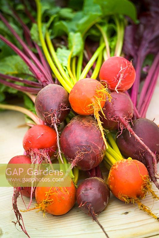 Bunch of harvested Beetroot in mixed colours
