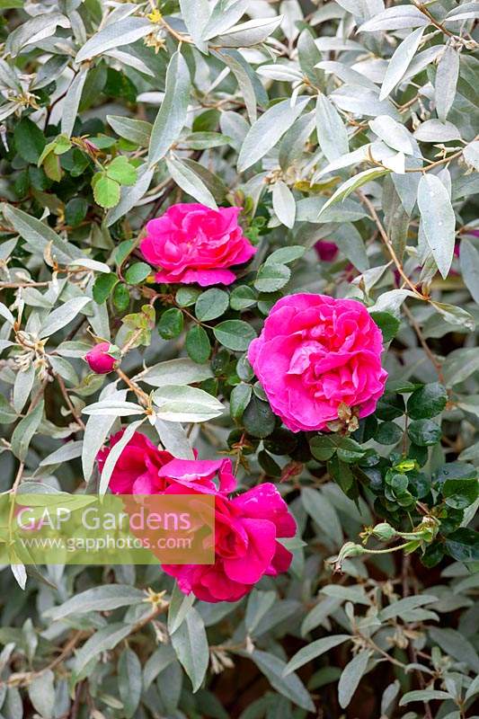 Rosa 'Cerise Bouquet' - Rose - growing through Elaeagnus 'Quicksilver'