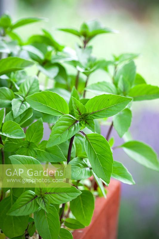 Cinnamon Basil - also known as Vietnamese basil or Saigon basil. Ocimum basilicum.