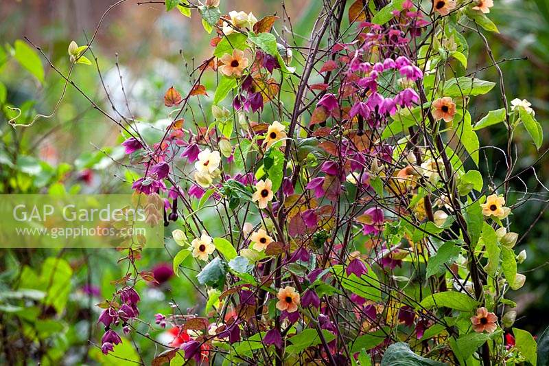 Rhodochiton atrosanguineus 'Purple Bells' - Purple Bell Vine -and Thunbergia alata 'African Sunset' growing up a birch tripod