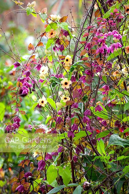 Rhodochiton atrosanguineus 'Purple Bells' - Purple Bell Vine and Thunbergia alata 'African Sunset' growing up a birch tripod