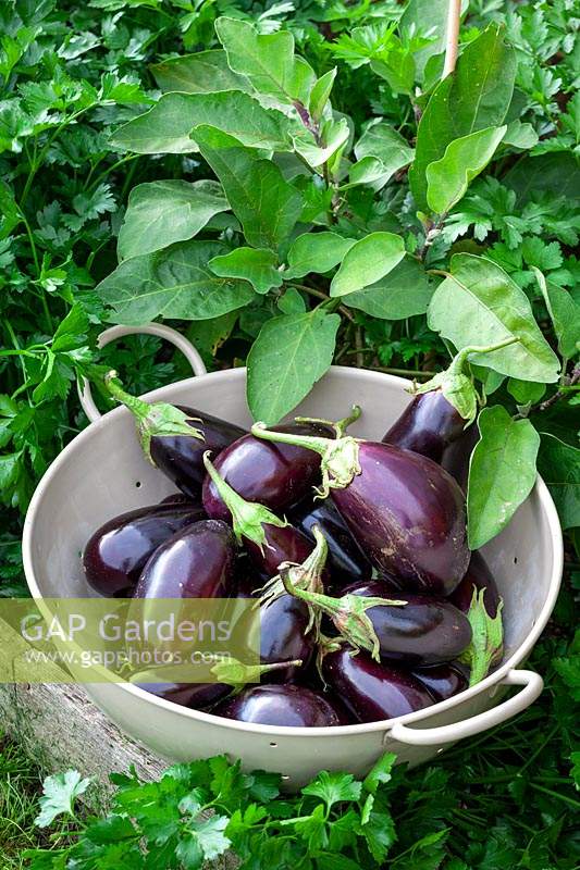 Harvested Aubergine - Eggplant - in a colander
