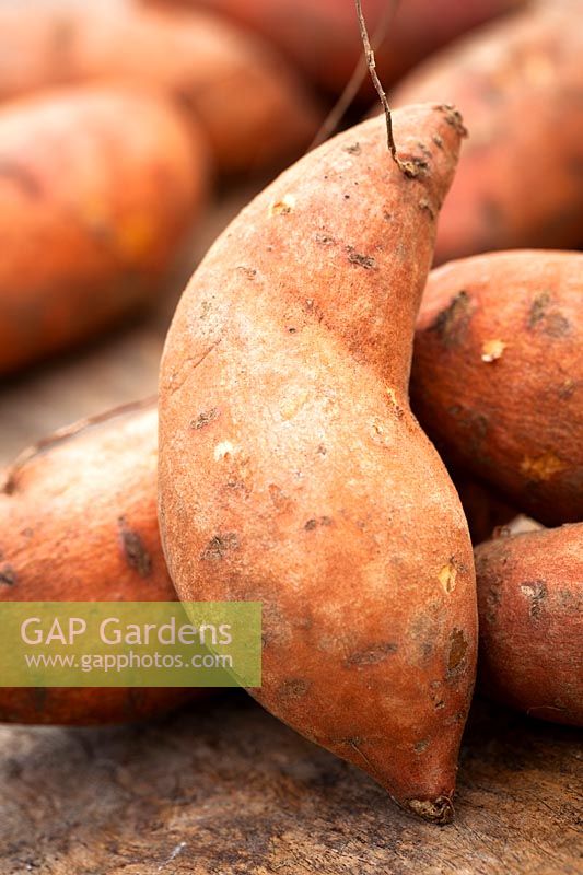 Sweet Potato - Ipomoea batatas