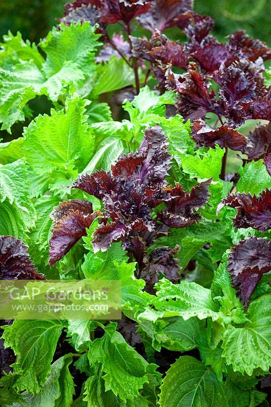 Perilla frutescens - Beefsteak plant, Shiso - Green and Red leaved forms.
