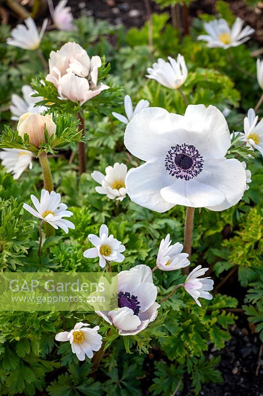 Anemone blanda 'White Splendour' AGM - Winter windflower - with Anemone coronaria White.