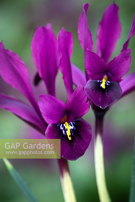 Iris 'George' syn. Iris histrioides 'George' - Reticulata