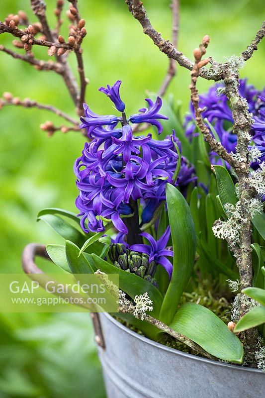 Hyacinthus orientalis 'Peter Stuyvesant' in a metal container