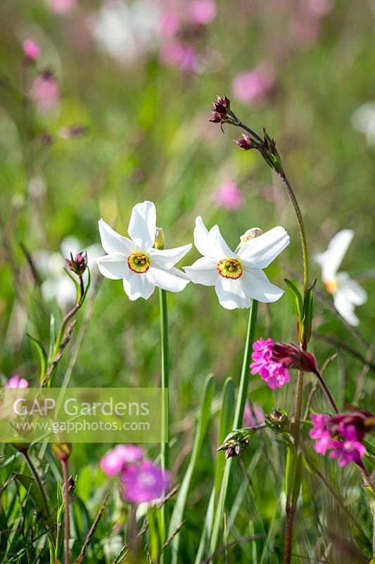 Narcissus poeticus var. recurvus AGM - Old pheasant's eye - with Red campion - Silene dioica - in the wildflower meadow