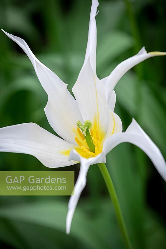 Tulipa 'White Star'