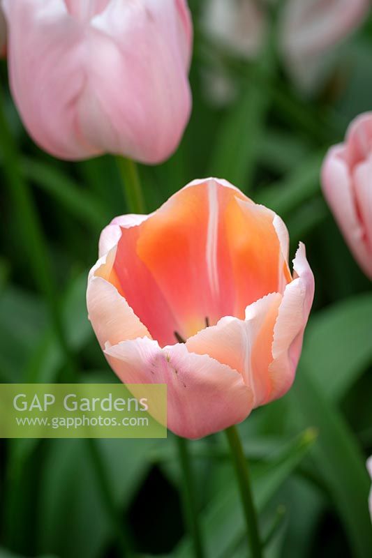 Tulipa 'Belle du Monde'