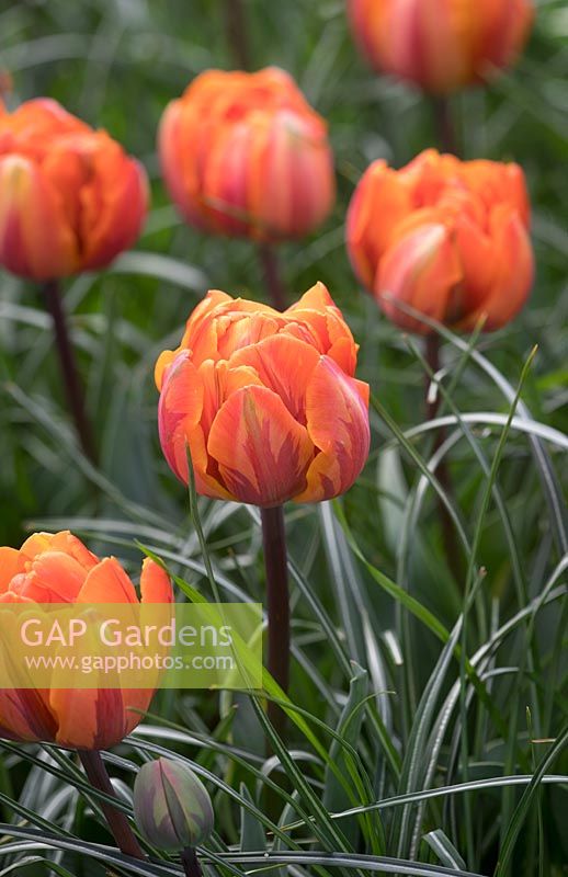 Tulipa 'Orange Princess' AGM