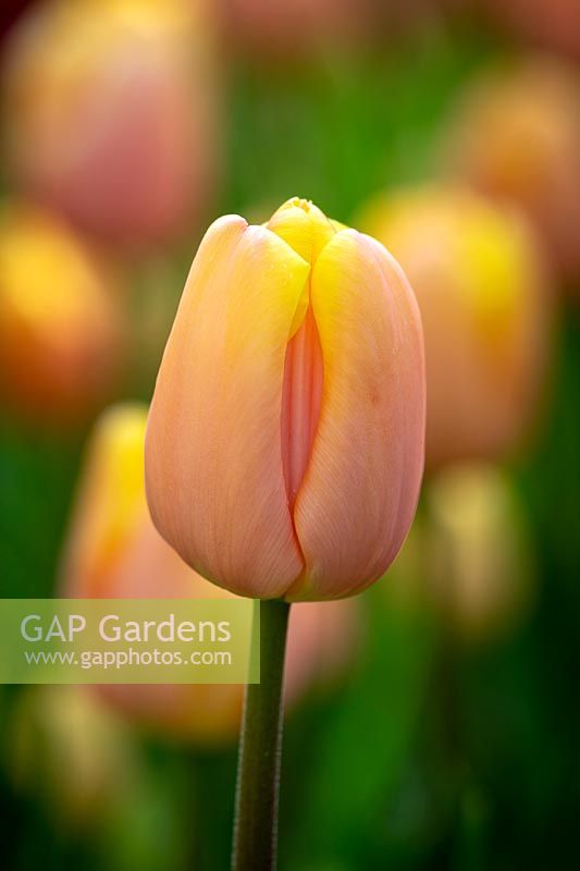 Tulipa 'Mango Charm'