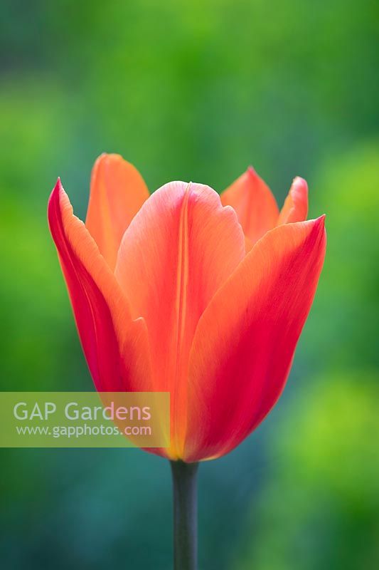 Tulipa 'Royal Pretender'