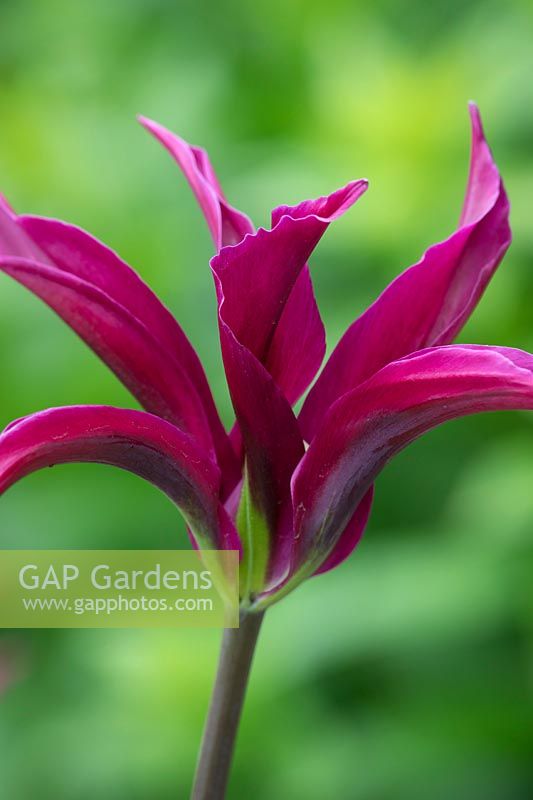 Tulipa 'Purple Doll'