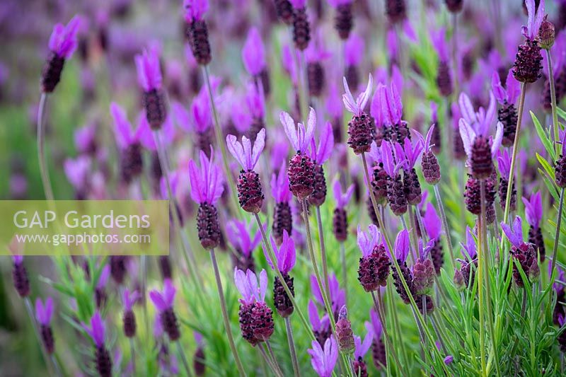 Lavandula stoechas 'Purple Ribbon' - French lavender