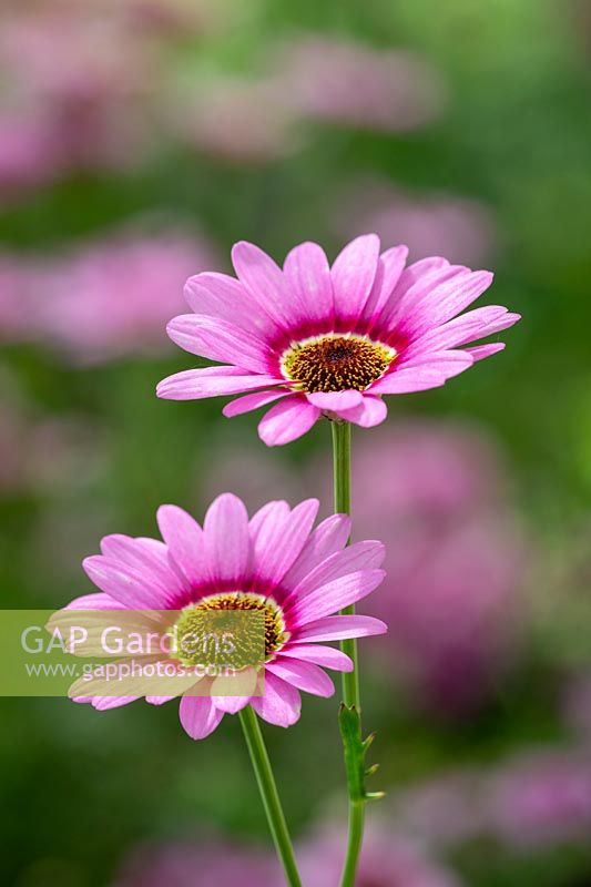 Argyranthemum 'Grandaisy Pink Halo' - Marguerite