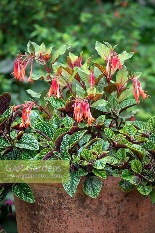 Plectranthus ciliatus - Indian borage - with Fuchsia triphylla 'Thalia' in a pot in a shady position