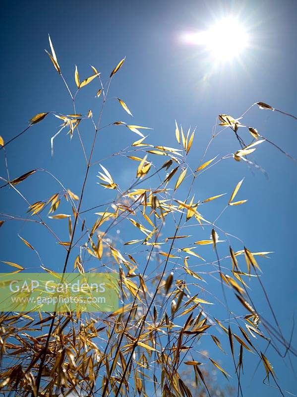 Stipa gigantea against a blue sky. Giant feather grass, Golden oats.