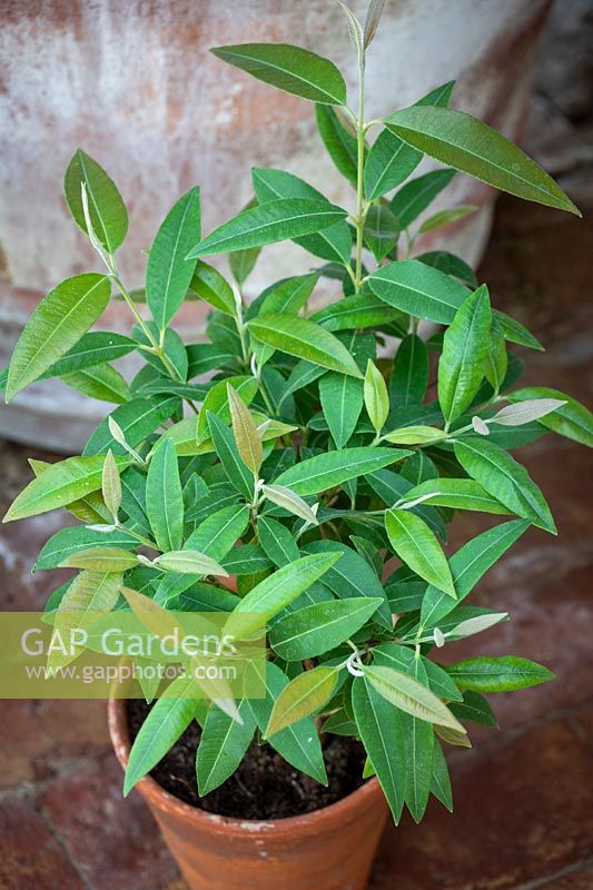 Lemon plants in containers. Backhousia citriodora - Sweet verbena tree.