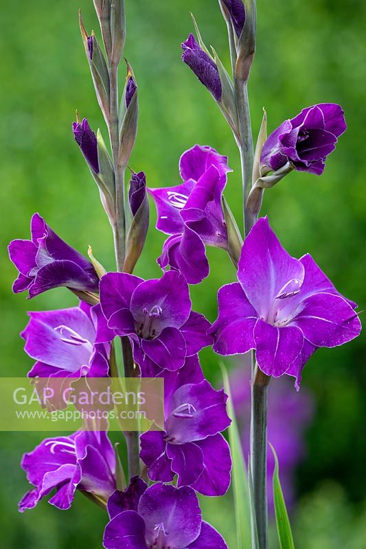 Gladiolus 'Violetta'