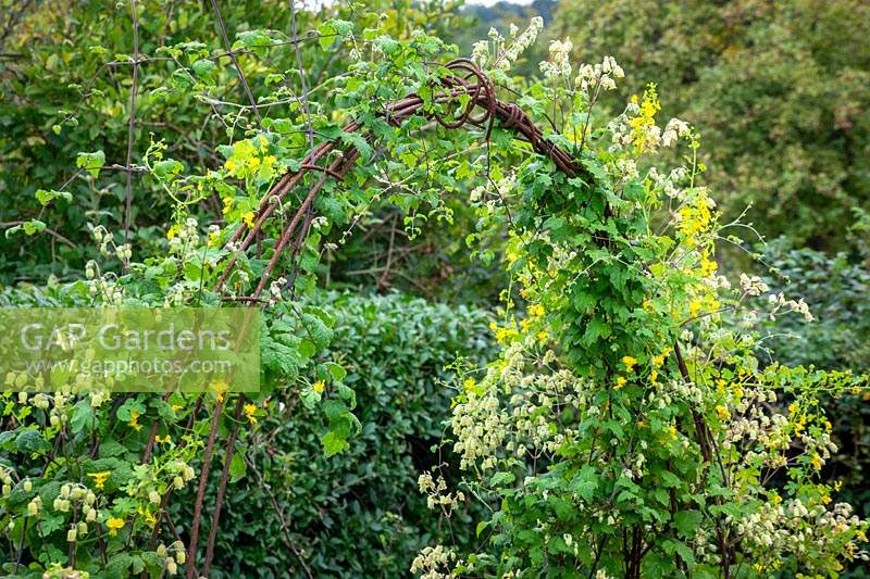 Tropaeolum peregrinum - Canary Creeper - growing over an arch with Clematis rehderiana  syn. Clematis buchananiana Finet and Gagnep, Clematis nutans Becket. Nodding virgin's bower