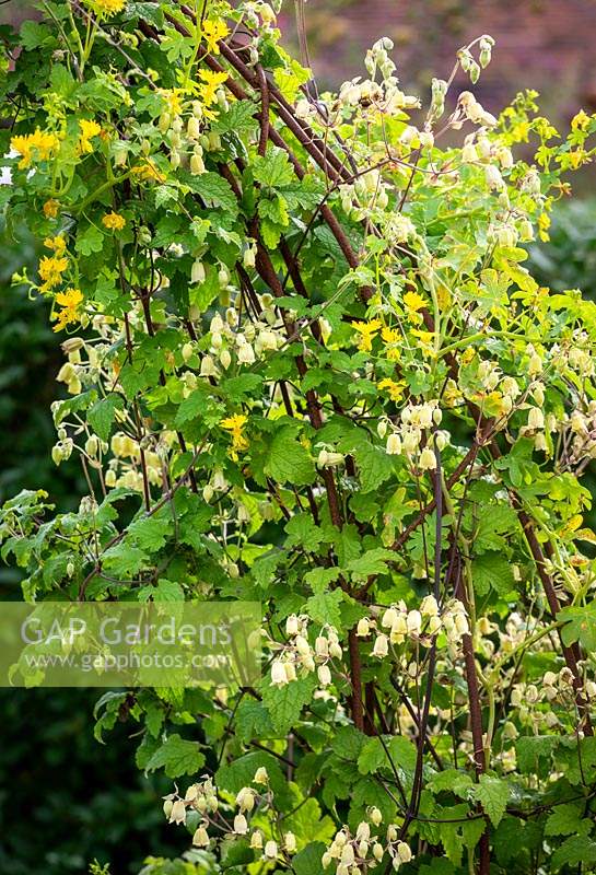 Tropaeolum peregrinum - Canary Creeper - growing over an arch with Clematis rehderiana  syn. Clematis buchananiana Finet and Gagnep, Clematis nutans Becket. Nodding virgin's bower