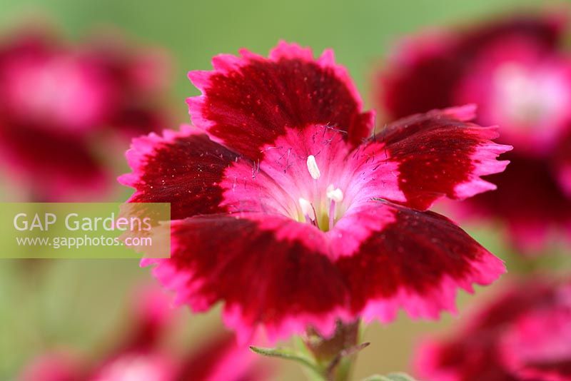 Dianthus Olivia Cherry - 'Hilbeaolcher' Beauties Series.