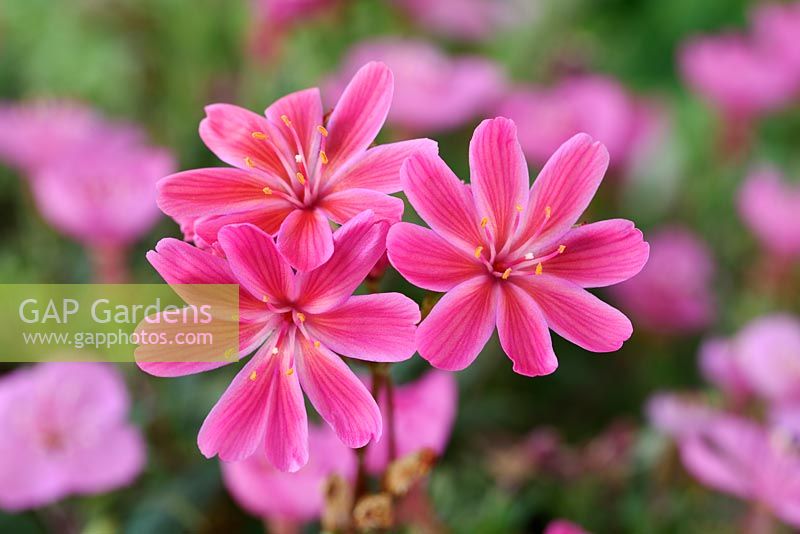 Lewisia cotyledon hybrid Siskiyou lewisia. Cliff maids. One colour from mixed in September.