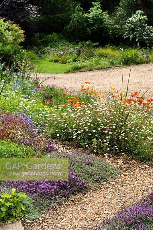 Dry garden with view to drive - Thymus and Erigeron