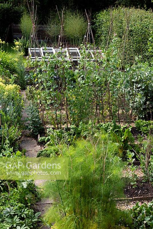 View over vegetable patch with fennel, peas and swiss chard and asparagus at the end of the garden