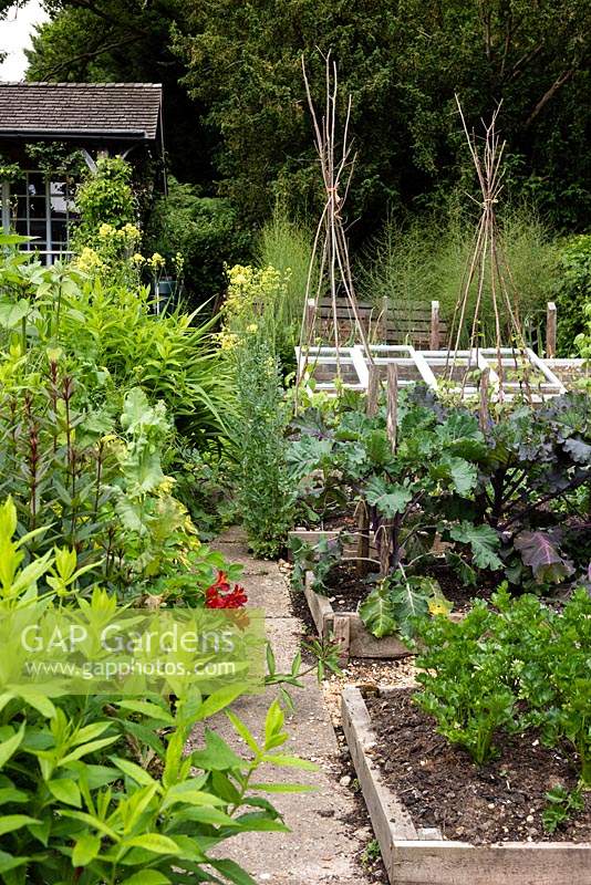View over vegetable beds with Purple flower sprouts - Kalettes, Celeriac and Asparagus